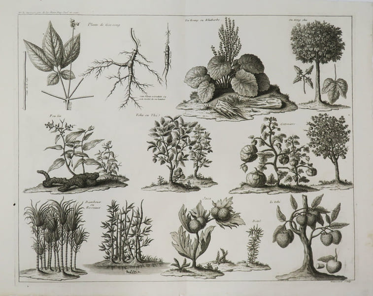 [BOTANIQUE]. . ANVILLE (Jean Baptiste Bourguignon d').