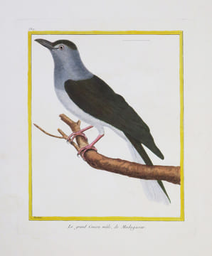 [MADAGASCAR] Le grand Coucou mâle, de Madagascar.. MARTINET (François-Nicolas) & BUFFON (Georges Louis Leclerc, comte de).