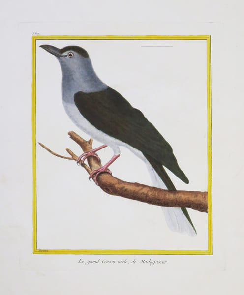 [MADAGASCAR] Le grand Coucou m&acirc;le, de Madagascar.. MARTINET (Fran&ccedil;ois-Nicolas) & BUFFON (Georges Louis Leclerc, comte de).