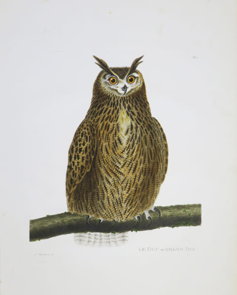Le Duc ou grand duc.. MARTINET (Alexandre).