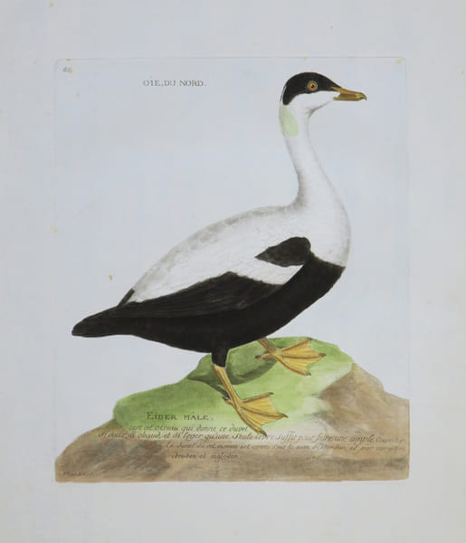 Oie, du nord. Eider m&acirc;le.. MARTINET (Alexandre).