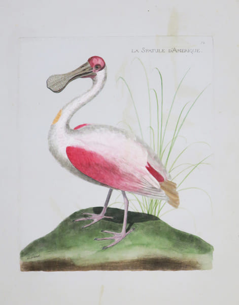 La Spatule d'Am&eacute;rique.. MARTINET (Alexandre).