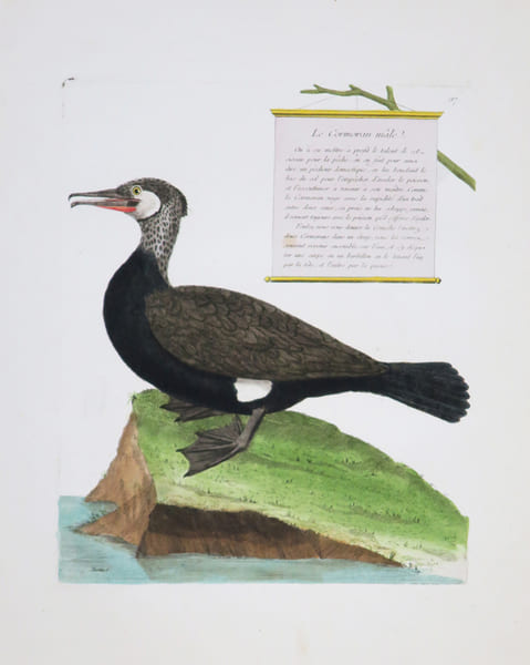 Le Cormoran m&acirc;le.. MARTINET (Alexandre).