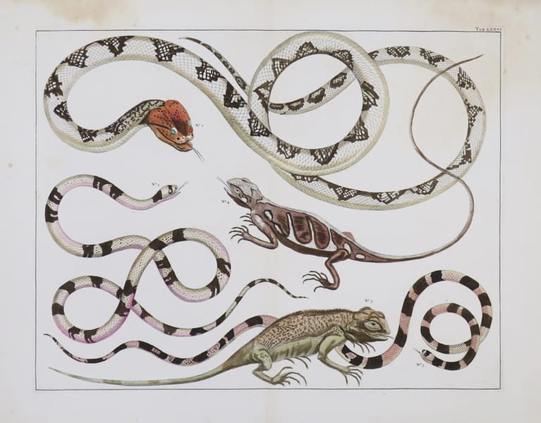 [REPTILES].. SEBA (Albertus).