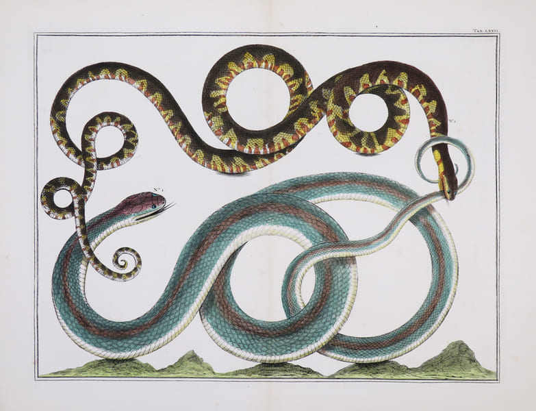 [REPTILES].. SEBA (Albertus).
