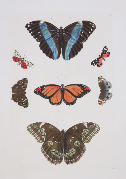 [PAPILLONS].. KNORR (Georg Wolfgang).