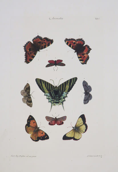 [PAPILLONS].. KNORR (Georg Wolfgang).