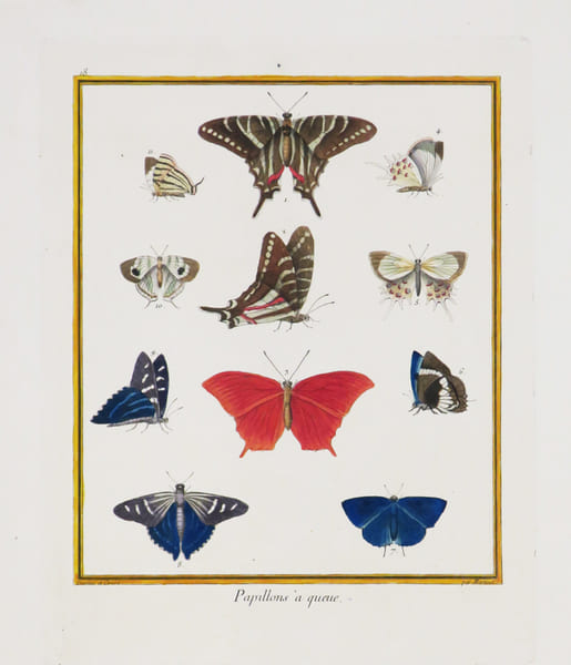 Papillons &agrave; queue.. MARTINET (Fran&ccedil;ois-Nicolas) & BUFFON (Georges Louis Leclerc, comte de).