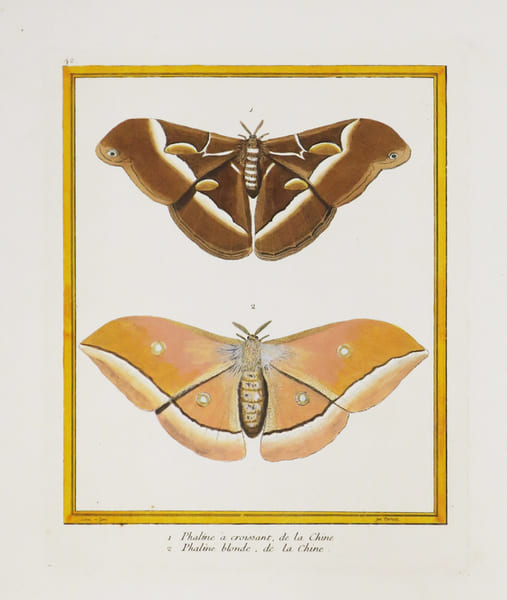 [CHINE] 1. Phaline &agrave; croissant, de la Chine. 2. Phaline blonde, de la Chine.. MARTINET (Fran&ccedil;ois-Nicolas) & BUFFON (Georges Louis Leclerc, comte de).