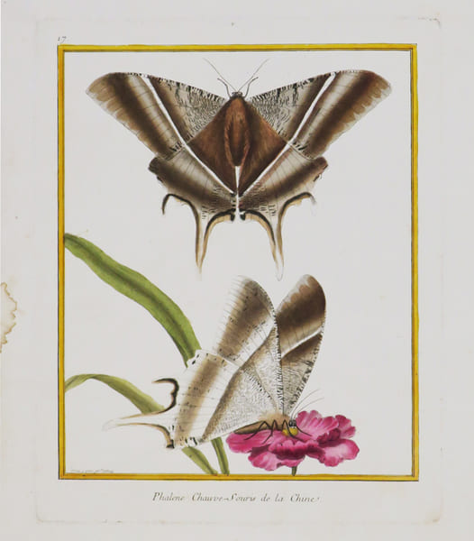 [CHINE] Phal&egrave;ne chauve-souris de la Chine.. MARTINET (Fran&ccedil;ois-Nicolas) & BUFFON (Georges Louis Leclerc, comte de).