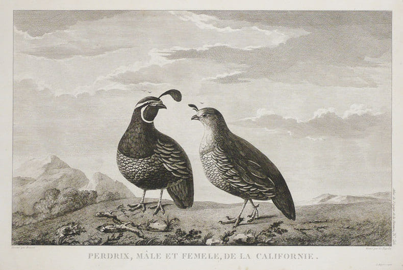  Perdrix, m&acirc;le et femelle, de la Californie.. LA P&Eacute;ROUSE (Jean-Fran&ccedil;ois de Galaup, comte de).