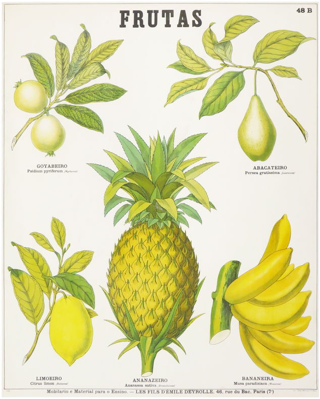  Frutas [Fruits].. DEYROLLE (Émile).