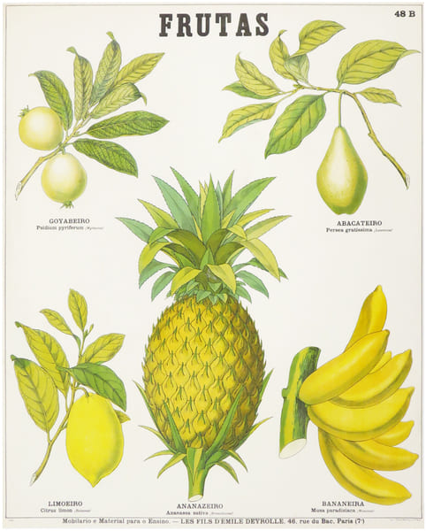  Frutas [Fruits].. DEYROLLE (&Eacute;mile).