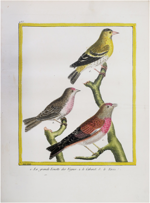  1. La grande Linotte des vignes. 2. Le Cabaret. 3. Le Tarin.. BUFFON (Georges Louis Leclerc, comte de) & MARTINET (François-Nicolas).