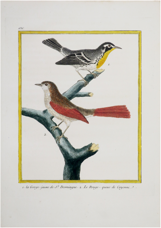  [SAINT-DOMINGUE & GUYANE FRANÇAISE] 1. La Gorge-jaune de S.t Domingue. 2. Le Rouge-queue de Cayenne.. BUFFON (Georges Louis Leclerc, comte de) & ...