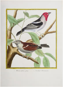 1. Moineau franc, jeune. 2. Cardinal dominiquain.