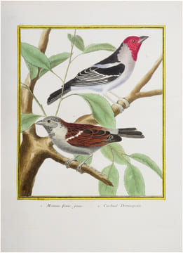 1. Moineau franc, jeune. 2. Cardinal dominiquain.. BUFFON (Georges Louis Leclerc, comte de) & MARTINET (François-Nicolas).
