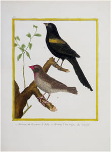  [SÉNÉGAL] 1. Moineau, du Royaume de Juda. 2. Moineau à bec rouge, du Sénégal.