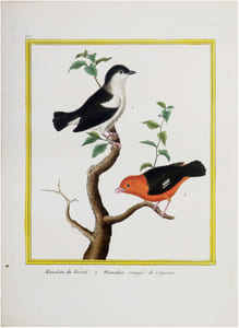  [GUYANE FRANÇAISE] Manakin, du Brésil. 2. Manakin orangé de Cayenne.