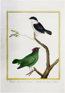  [GUYANE FRANÇAISE] Manakin à tête noire, de Cayenne. 2. Manakin verd hupé, de Cayenne.