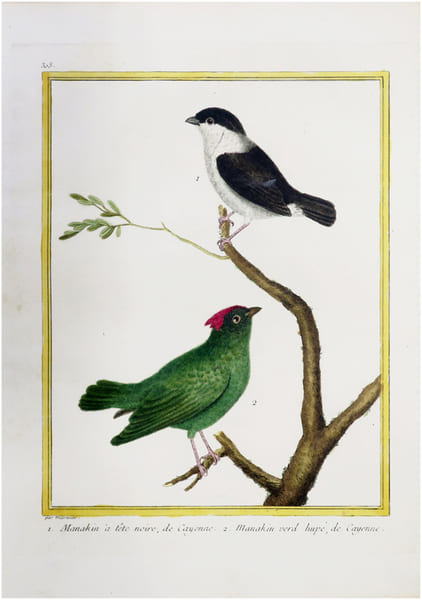  [GUYANE FRAN&Ccedil;AISE] Manakin &agrave; t&ecirc;te noire, de Cayenne. 2. Manakin verd hup&eacute;, de Cayenne.. BUFFON (Georges Louis Leclerc, comte de) & MARTINET ...