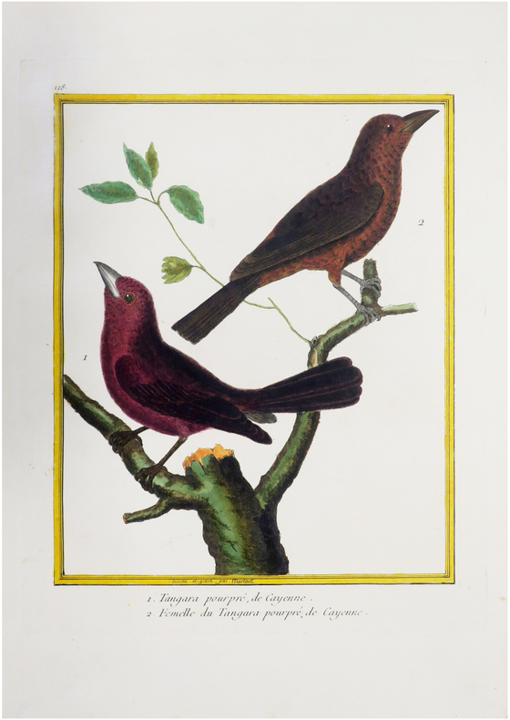  [GUYANE FRANÇAISE] 1. Tangara pourpré, de Cayenne. 2. Femelle du Tangara pourpré, de Cayenne.. BUFFON (Georges Louis Leclerc, comte de) & MARTINET ...