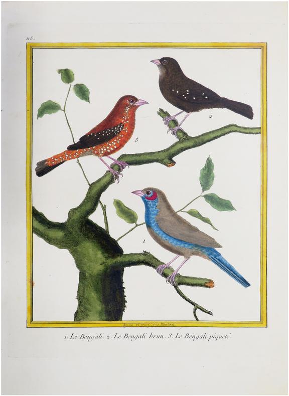  [INDE] 1. Le Bengali. 2. Le Bengali brun. 3. Le Bengali piqueté.. BUFFON (Georges Louis Leclerc, comte de) & MARTINET (François-Nicolas).