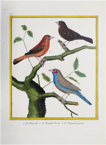  [INDE] 1. Le Bengali. 2. Le Bengali brun. 3. Le Bengali piquet&eacute;.. BUFFON (Georges Louis Leclerc, comte de) & MARTINET (Fran&ccedil;ois-Nicolas).
