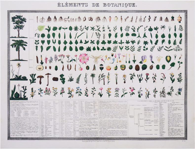  [BOTANIQUE] Éléments de botanique.. BOUASSE-LEBEL.