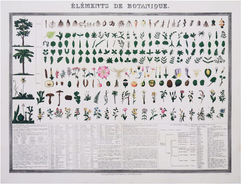  [BOTANIQUE] &Eacute;l&eacute;ments de botanique.. BOUASSE-LEBEL.