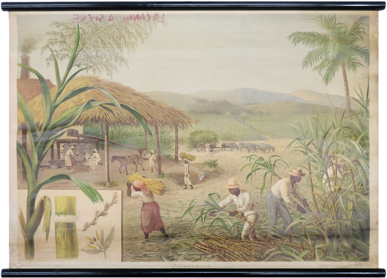 [CANNE &agrave; SUCRE] Zuckerrohr - Saccharum officinarum.. [ANTILLES] — SCHMIDT (Emil) & GOERING (Theodor).