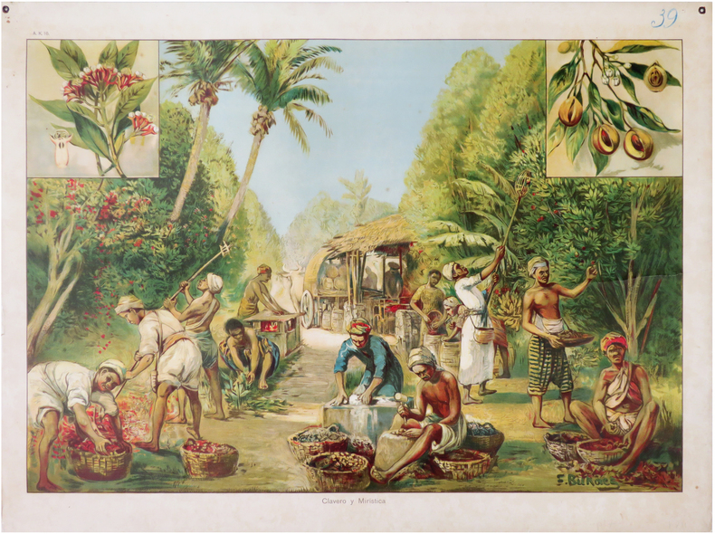  [CULTURE de la GIROFLE & de la MUSCADE] Clavero y mirística.. BUKACZ (Franz).