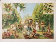  [CULTURE de la GIROFLE & de la MUSCADE] Clavero y mirística. par BUKACZ (Franz).