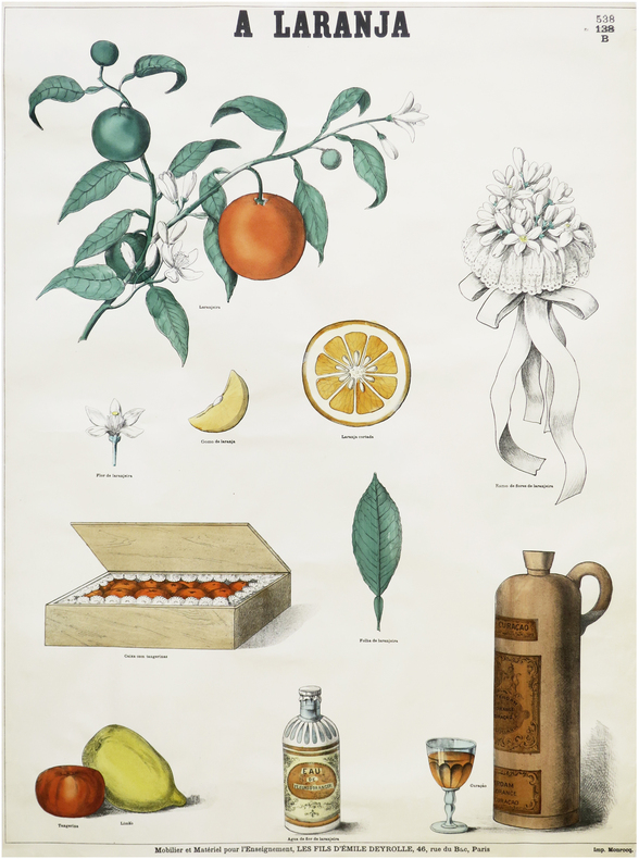  A Laranja [L'Orange].. DEYROLLE (Émile).