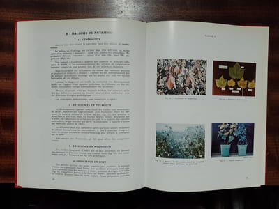 Parasites et maladies en culture cotonnière