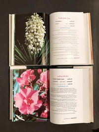 Damascus Roses [texte en arabe]. 
