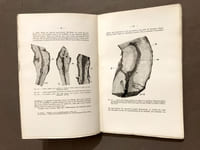 Recherches sur les maladies de la vigne. Court-Noué (Pumilus medullae spec. nov.).