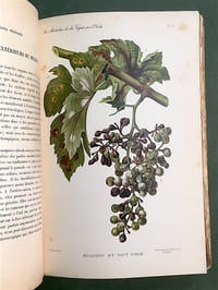 Les Maladies de la Vigne. Troisième édition entièrement refondue...