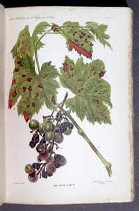 Les Maladies de la Vigne. Troisième édition entièrement refondue...