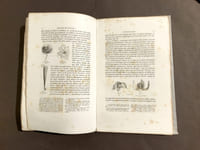 Monographie des renonculacées.
