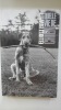 Quelle vie de chien. ERWITT Elliott