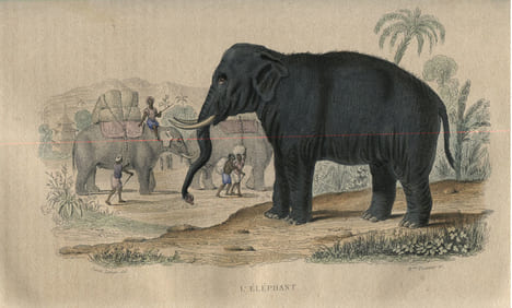 Oeuvres Complètes avec des Extraits de Daubenton et la Classification de Cuvier.. BUFFON :
