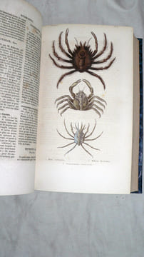 Histoire Naturelle des Crustacés, des Arachnides et des Myriapodes.. LUCAS (Hyppolite) :