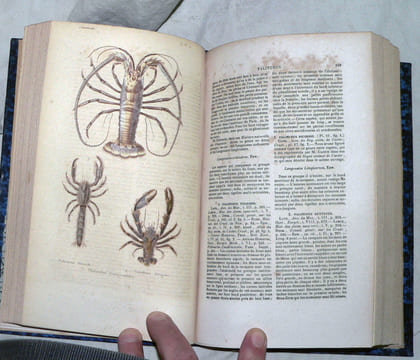 Histoire Naturelle des Crustacés, des Arachnides et des Myriapodes.. LUCAS (Hyppolite) :