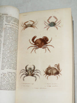 Histoire Naturelle des Crustacés, des Arachnides et des Myriapodes.. LUCAS (Hyppolite) :