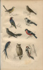 Plantes et Bètes. Causeries Familières sur l’Histoire Naturelle.. PIZZETTA (Jules) :