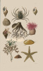 Plantes et Bètes. Causeries Familières sur l’Histoire Naturelle.. PIZZETTA (Jules) :