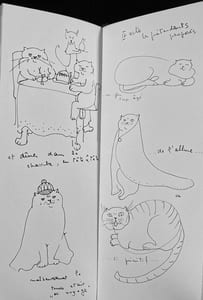 Histoire de Vibrissa.