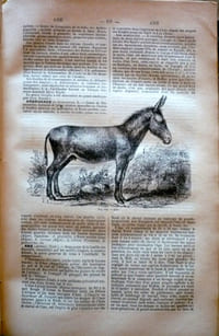 Dictionnaire général des Sciences, Mathématiques, Physique-Chimie, Technologie-Mécanique, Ethnologie, Histoire Naturelle, Médecine-Agriculture