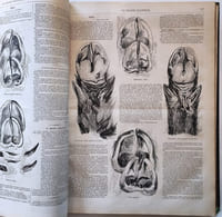 La chasse illustrée. Journal des chasseurs et la vie à la campagne. 6ème Année. 1873 (du N°1 du 4 janvier 1873 au N° 52 du 27 décembre 1873)